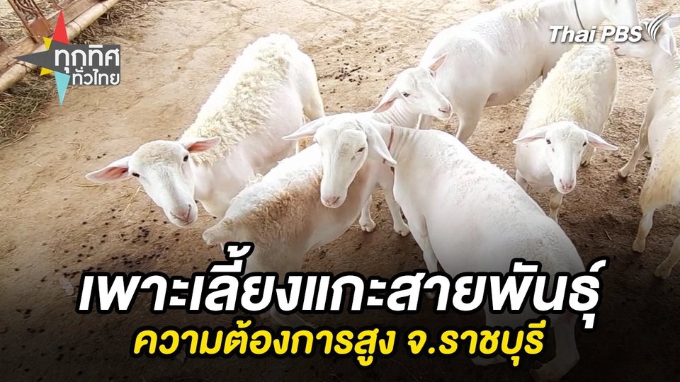 เพาะเลี้ยงแกะสายพันธุ์ความต้องการสูง จ.ราชบุรี