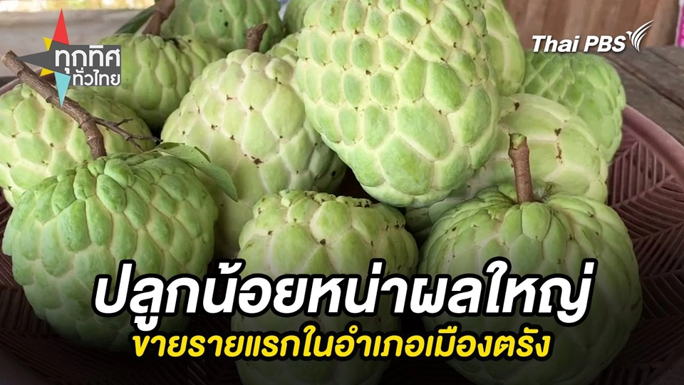 ปลูกน้อยหน่าผลใหญ่ขายรายแรกในอำเภอเมืองตรัง