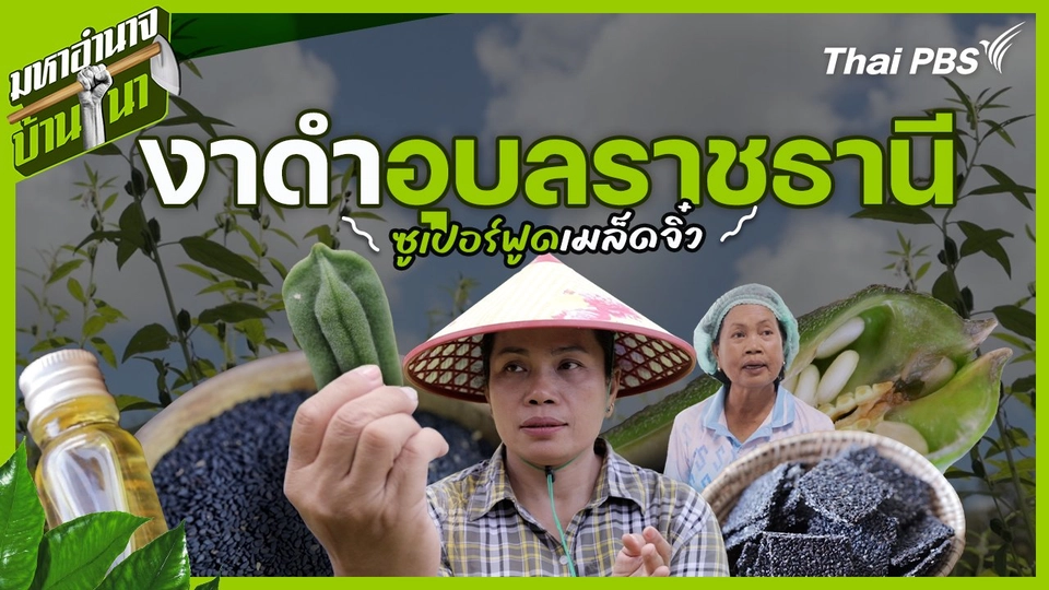 งาดำอุบลราชธานี ซูเปอร์ฟูดเมล็ดจิ๋ว