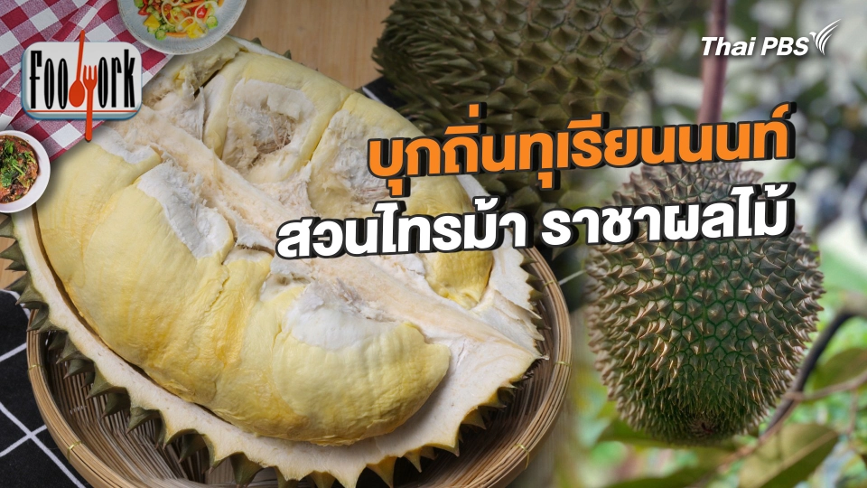 บุกถิ่นทุเรียนนนท์ สวนไทรม้า ราชาผลไม้