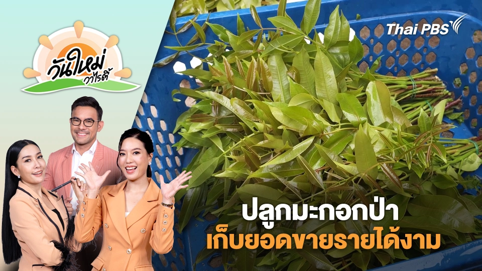 ช่างทาสีวัยเกษียณปลูกมะกอกป่าเก็บยอดขายรายได้งาม จ.ราชบุรี | วันใหม่วาไรตี้ | 5 ส.ค. 68