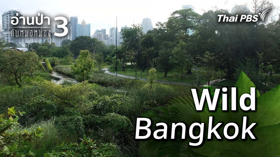 Wild Bangkok