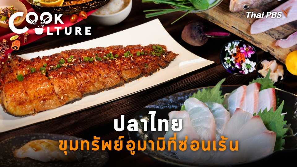 UMAMI THAI ปลาไทยขุมทรัพย์อูมามิที่ซ่อนเร้น