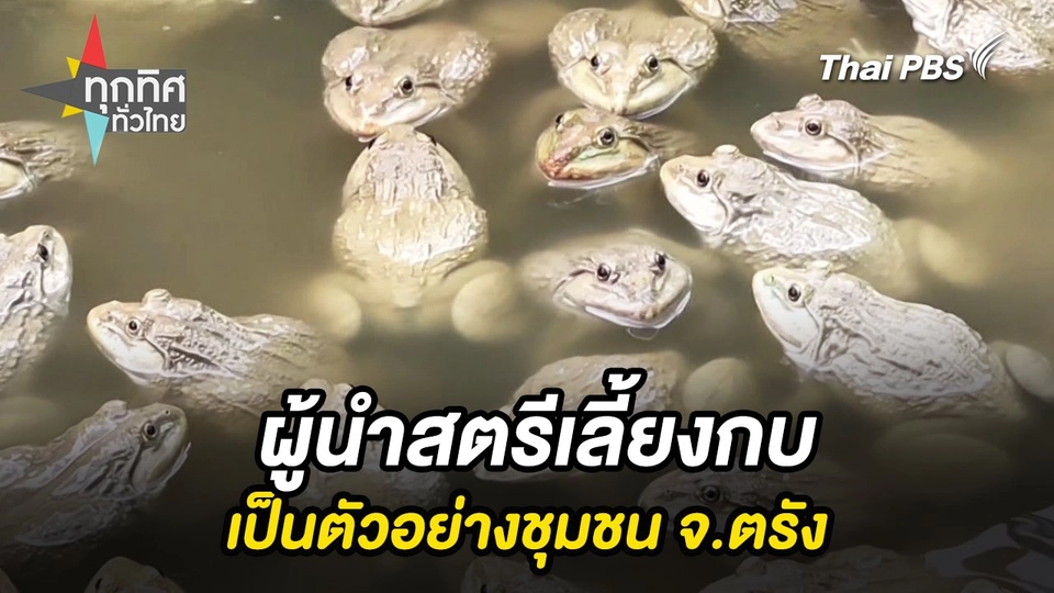 ผู้นำสตรีเลี้ยงกบเป็นตัวอย่างชุมชน จ.ตรัง