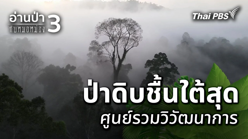 ป่าดิบชื้นใต้สุด ศูนย์รวมวิวัฒนาการ