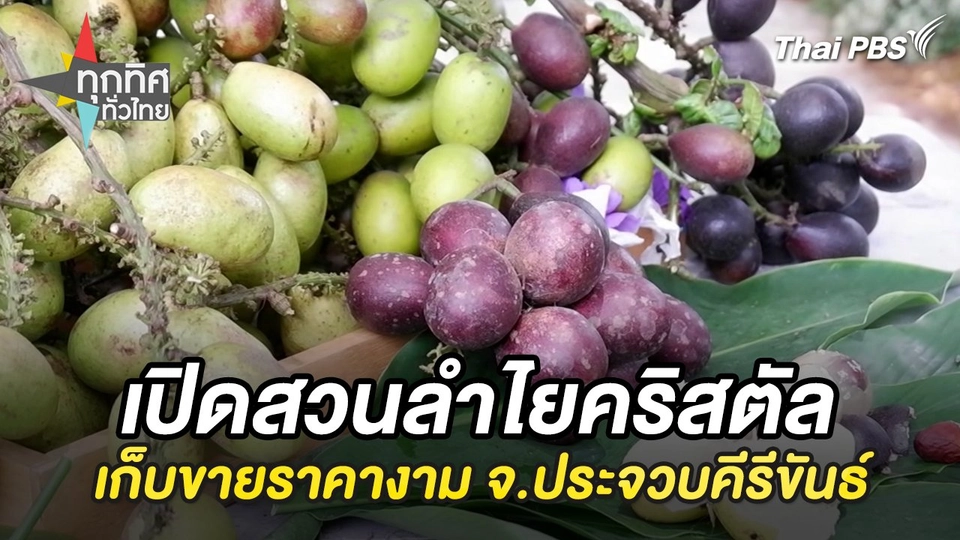 เปิดสวนลำไยคริสตัลเก็บขายราคางาม จ.ประจวบคีรีขันธ์