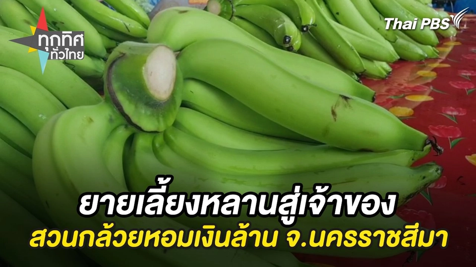 ยายเลี้ยงหลานสู่เจ้าของสวนกล้วยหอมเงินล้าน จ.นครราชสีมา