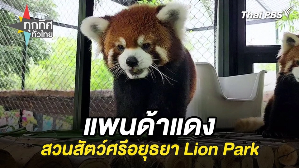 แพนด้าแดง สวนสัตว์ศรีอยุธยา Lion Park