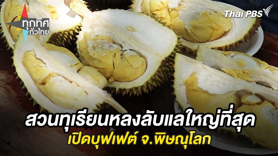 สวนทุเรียนหลงลับแลใหญ่ที่สุดเปิดบุฟเฟต์ จ.พิษณุโลก