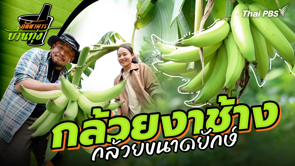 กล้วยงาช้าง