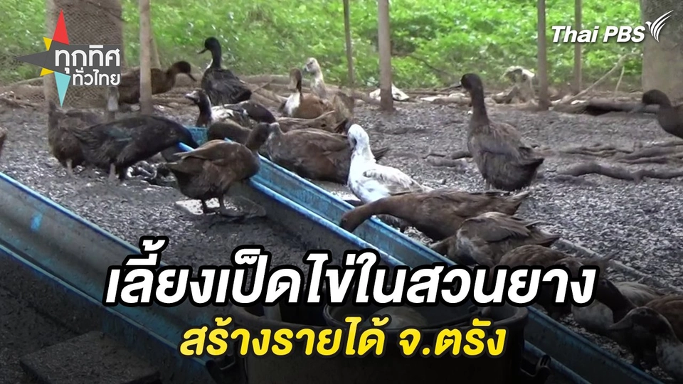 เลี้ยงเป็ดไข่ในสวนยางสร้างรายได้ จ.ตรัง