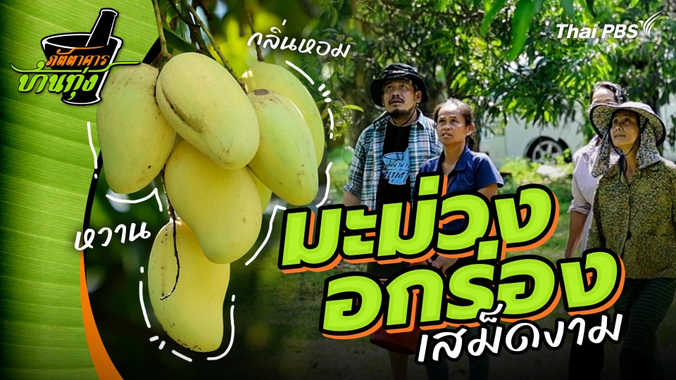 มะม่วงอกร่องเสม็ดงาม