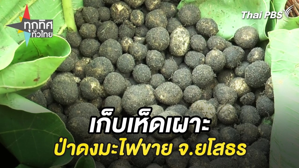 เก็บเห็ดเผาะป่าดงมะไฟขาย จ.ยโสธร