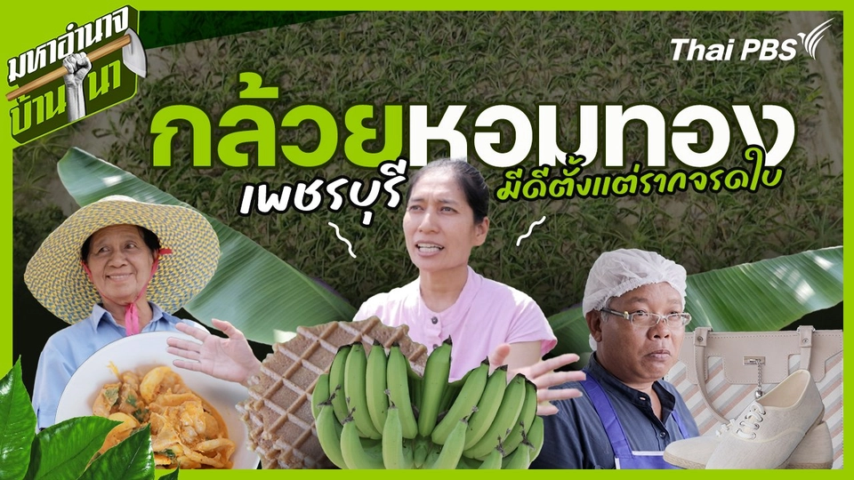 กล้วยหอมทองเพชรบุรี มีดีตั้งเเต่รากจรดใบ