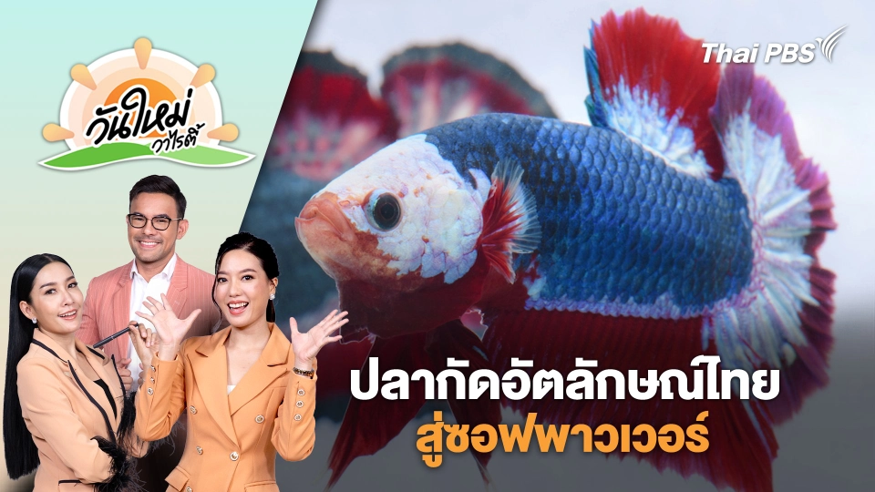 ปลากัดอัตลักษณ์​ไทยสู่ซอฟพาวเวอร์​ | วันใหม่วาไรตี้ | 17 มิ.ย. 68