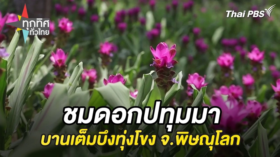 ชมดอกปทุมมาบานเต็มบึงทุ่งโขง จ.พิษณุโลก