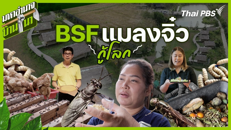 BSF แมลงจิ๋วกู้โลก