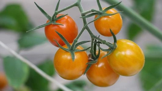 ความลับของความหวาน มะเขือเทศขาดน้ำ