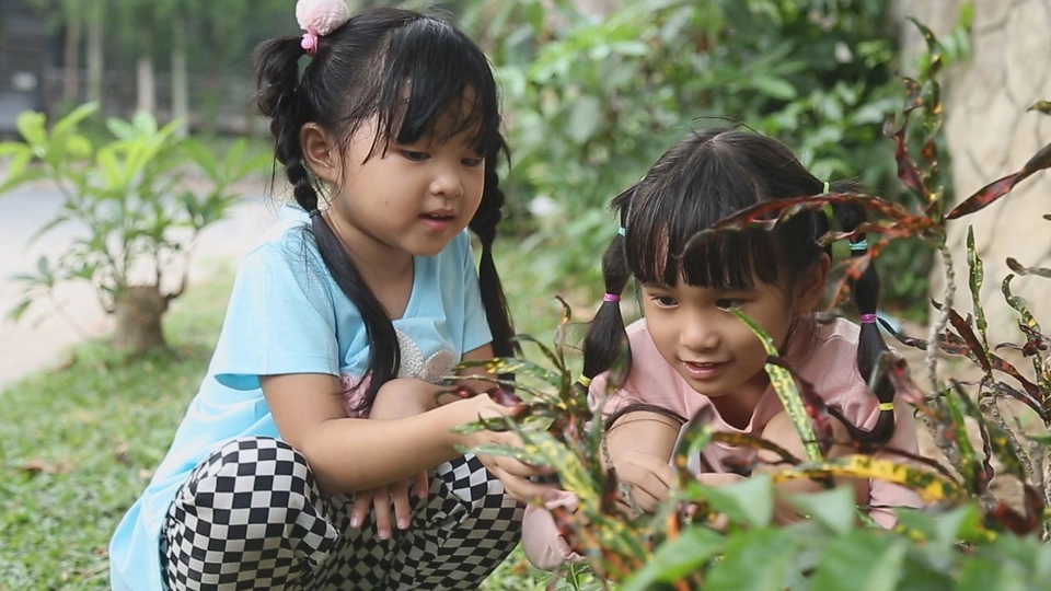 ต้นไม้คายน้ำ