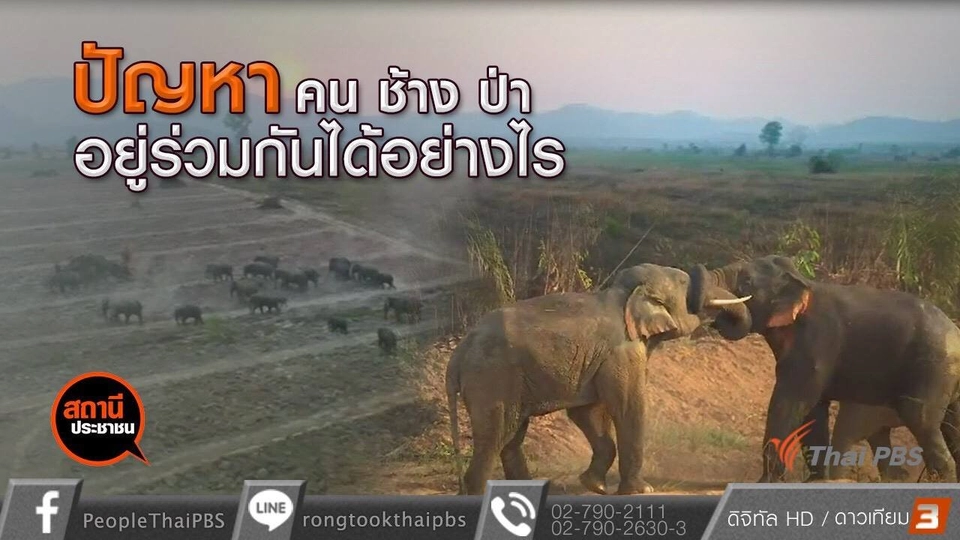 คน ช้าง ป่า อยู่ร่วมกันได้อย่างไร