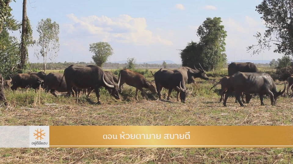 ห้วยตามาย สบายดี