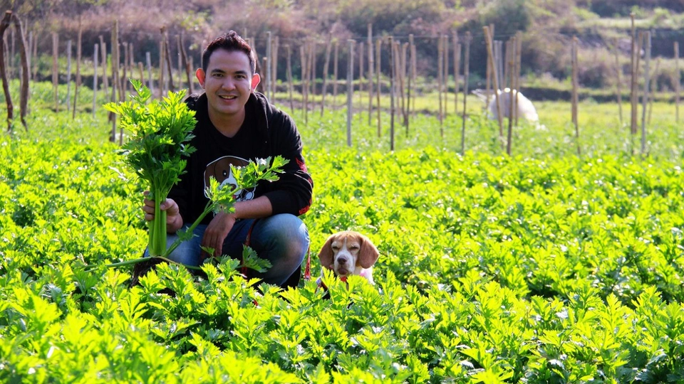 มะเขือเทศโครงการหลวง เเละเซเลอรี