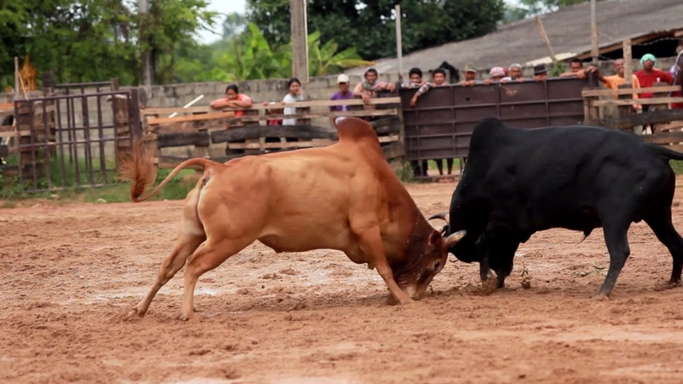 คนชนวัว