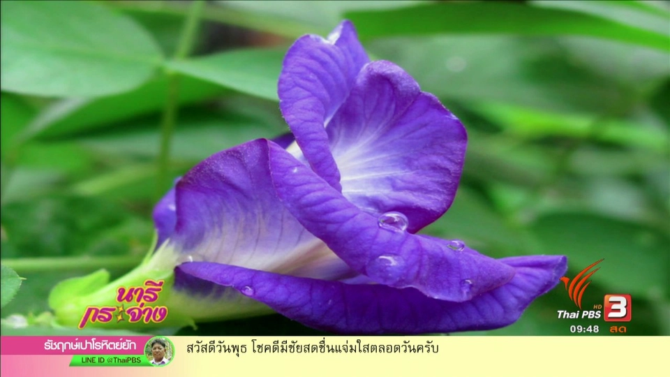 "เมนูดอกไม้" อาหารหอมหวานจากธรรมชาติ, "Transformation Game" เกมเปลี่ยนชีวิต