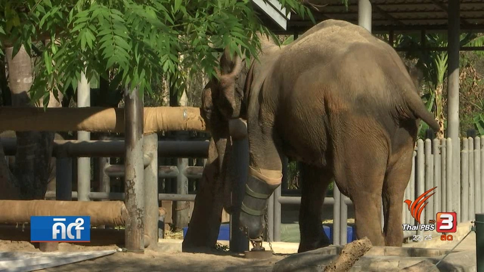 พลังเบื้องหลังมูลนิธิเพื่อนช้าง