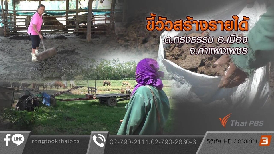 ขี้วัวสร้างรายได้ ต.ทรงธรรม อ.เมือง จ.กำแพงเพชร