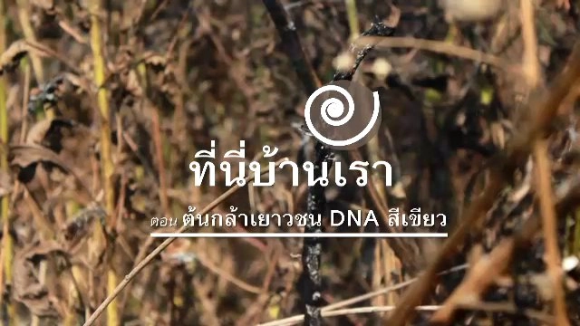ต้นกล้าเยาวชน DNA สีเขียว