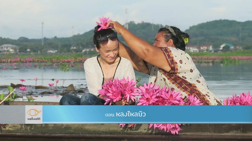 หลงไหลบัว​