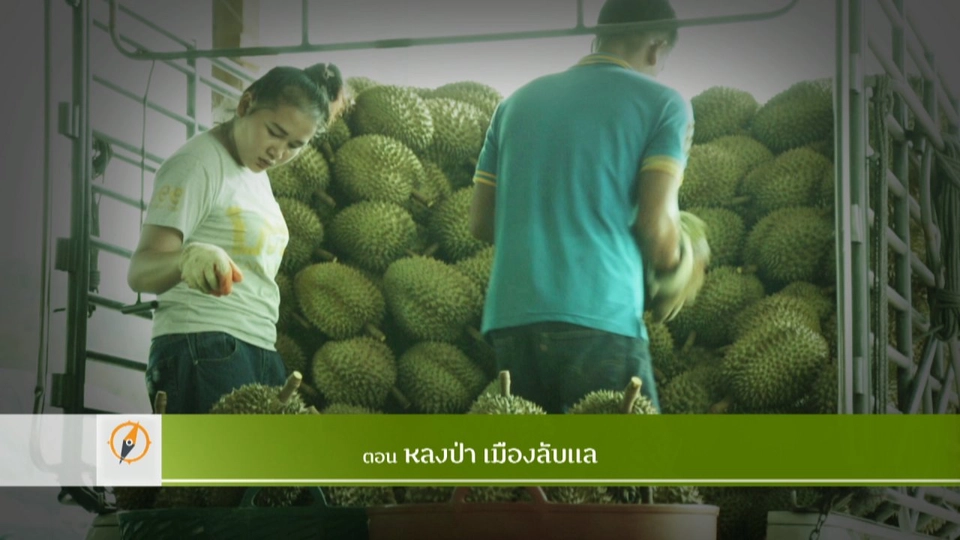 หลงป่า เมืองลับแล​