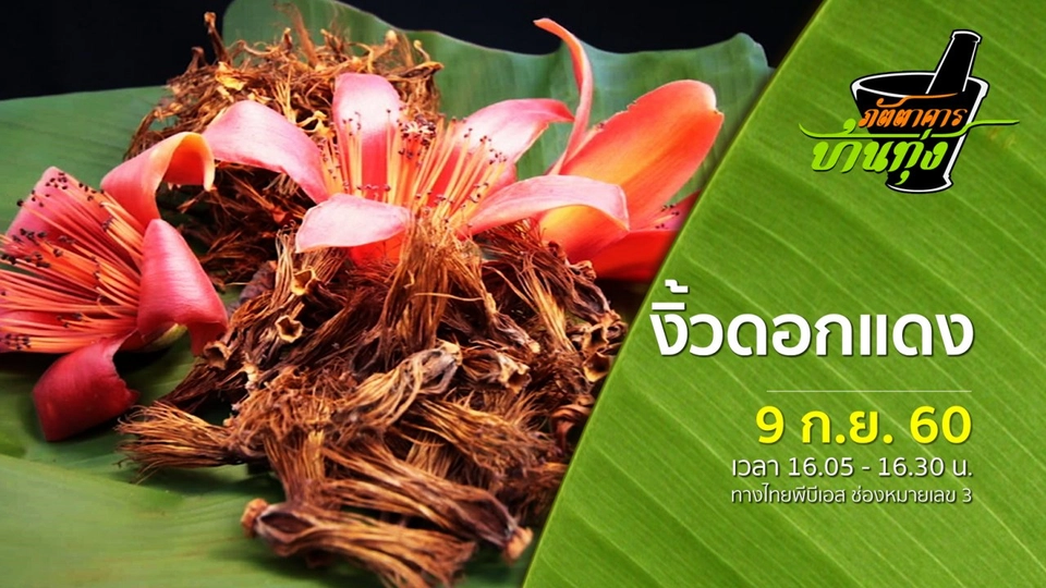 งิ้วดอกแดง