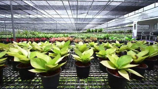 พรรณไม้ และพฤกษาประดับพระเมรุมาศ