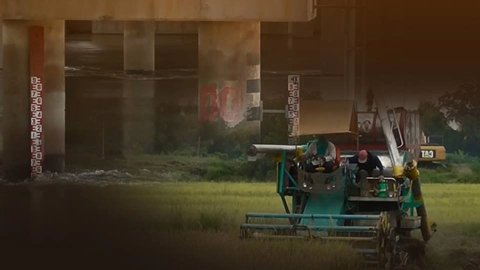 ชาวนาเร่งเกี่ยวข้าวหนีน้ำ กรมชลประทานประกาศ ผันน้ำลงทุ่ง 25 กัยนายนนี้ จ.อ่างทอง