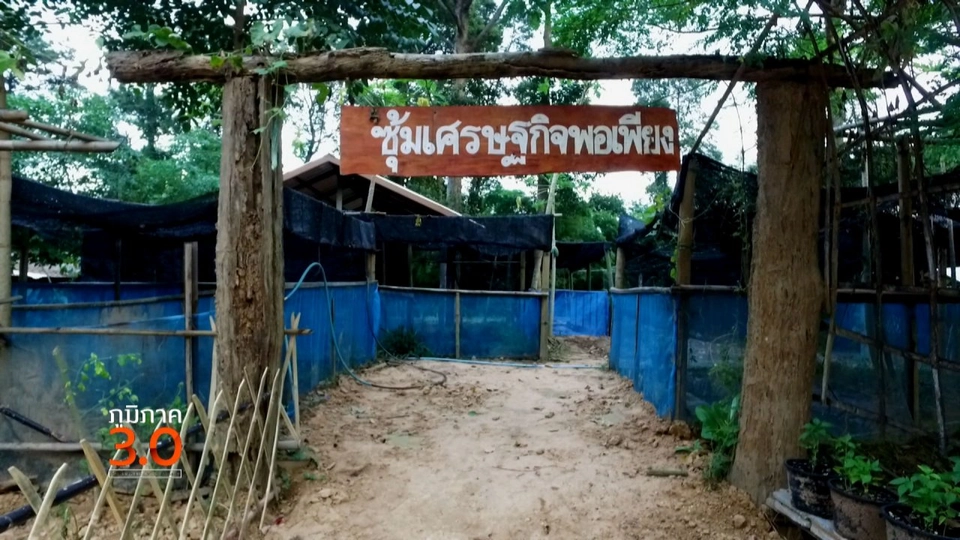 เมื่อขาดแรงงานเพื่อนบ้าน,  บทเรียนแรกของเกษตรมือใหม่, เขวาชี วิถีพอเพียงเมืองเกินร้อย