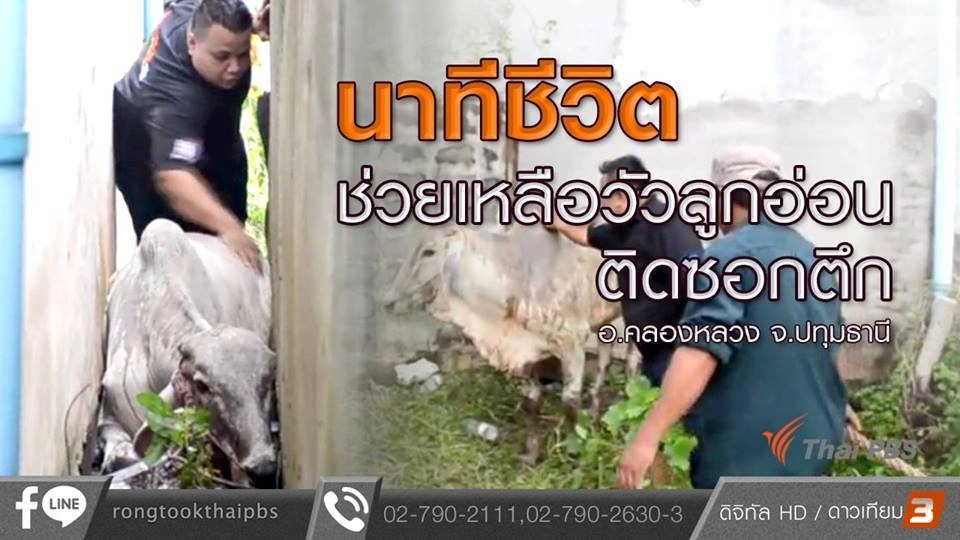 นาทีชีวิต ช่วยเหลือวัวลูกอ่อนติดซอกตึก อ.คลองหลวง จ.ปทุมธานี