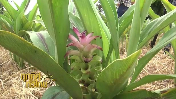 ประเด็นข่าว (13 มิ.ย. 60)