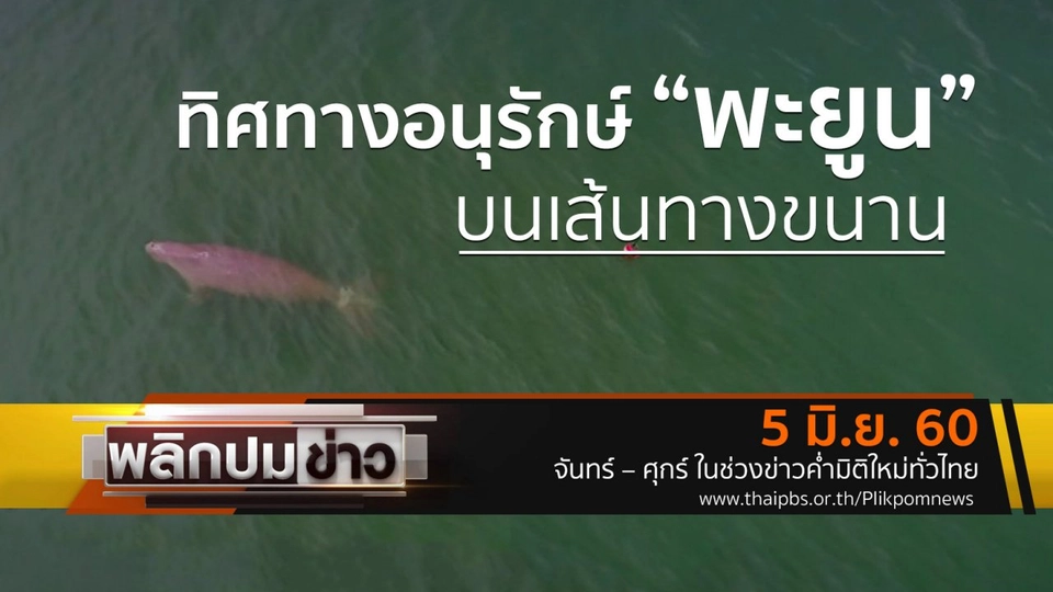 ทิศทางอนุรักษ์ "พะยูน" บนเส้นทางขนาน