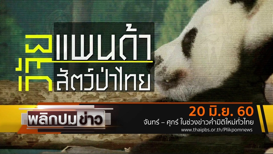 วิจัยแพนด้า วิจัยสัตว์ป่าไทย