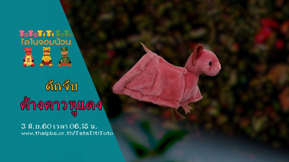 ดักจับค้างคาวหูแดง