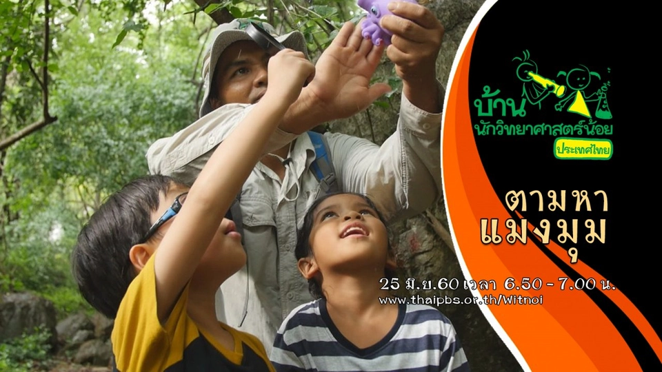 ตามหาแมงมุม