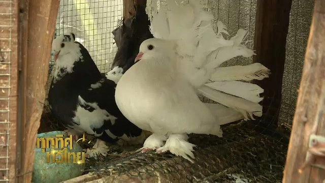 ประเด็นข่าว (5 ก.ค. 60)