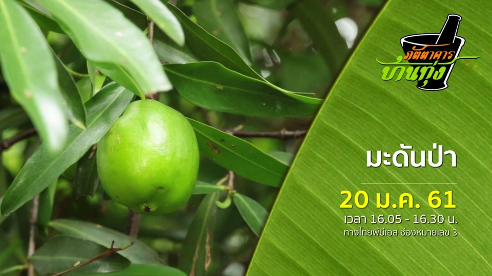 มะดันป่า