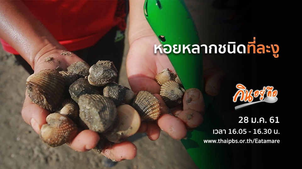 หอยหลากชนิดที่ละงู