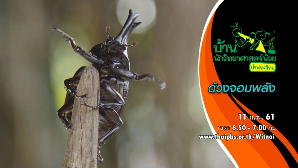 ด้วงจอมพลัง