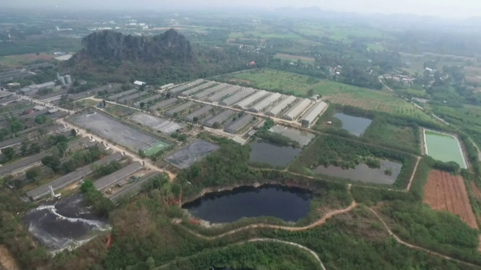 ฟาร์มหมูปล่อยน้ำเสียลงแม่น้ำสาธารณะ กระทบพื้นที่การเกษตร อ.เมือง จ.ราชบุรี