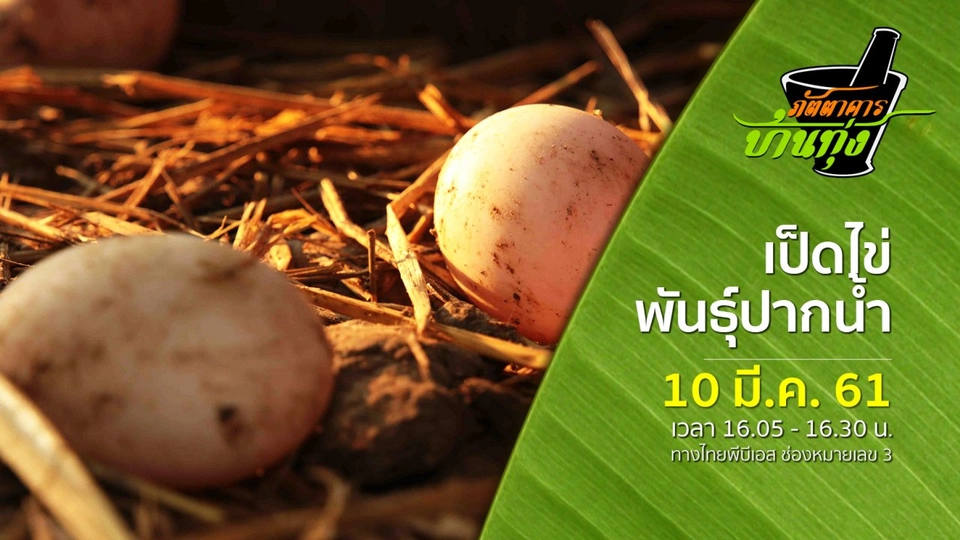 เป็ดไข่พันธุ์ปากน้ำ