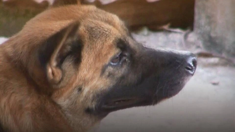 เตือนโรคพิษสุนัขบ้าระบาดหนัก รักษาไม่ทันเสียชีวิตทุกราย จ.สงขลา